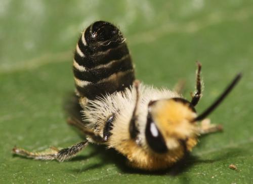 Colletes sp.